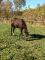 Pouliche 2ans enr. Paint solid à vendre
