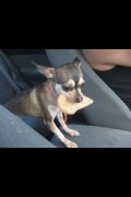 chiuhuahua toys