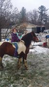 bon cheval Paint x 