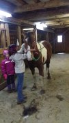 bon cheval Paint x 