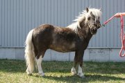 American Miniature Horse