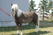 American Miniature Horse