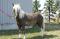 American Miniature Horse