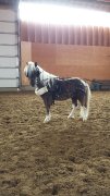 American Miniature Horse