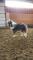American Miniature Horse