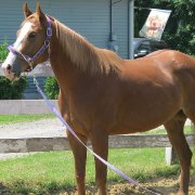 Superbe jument Quater Horse