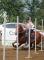 Guilding QH 14 ans