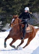 Guilding QH 14 ans