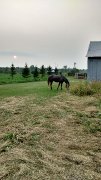 Les Écuries Les Fermes Dagenais - Paisible