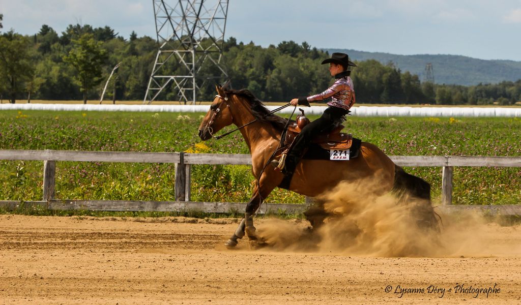 Jument poulinière de reining