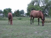Jument poulinière de reining