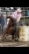 Guelding 5ans paint horse 