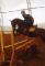 Jument TB Hunter 8 ans 