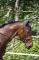 Jument TB Hunter 8 ans 
