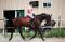 Jument TB Hunter 8 ans 
