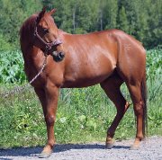 Très beau prospect saut, plaisance, dressage