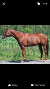 Très beau prospect saut, plaisance, dressage