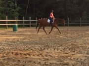 Très beau prospect saut, plaisance, dressage
