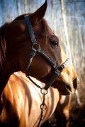 Très beau prospect saut, plaisance, dressage