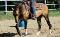 Chex Hollywood Style, Étalon Quarter Horse 800$