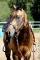 Chex Hollywood Style, Étalon Quarter Horse 800$