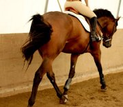 Recherche cheval 
