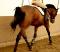 Recherche cheval 