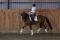 Pension disponible 1er juillet Ecurie de dressage...
