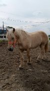 Percheron doux comme un chaton (encore disponible)