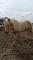 Percheron doux comme un chaton (encore disponible)