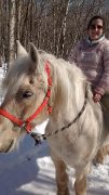Percheron doux comme un chaton (encore disponible)