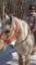 Percheron doux comme un chaton (encore disponible)