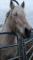Percheron doux comme un chaton (encore disponible)