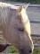 Percheron doux comme un chaton (encore disponible)