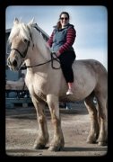 Percheron doux comme un chaton (encore disponible)