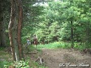 Pension pour Chevaux au Naturel.