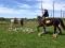 Pension pour Chevaux au Naturel.