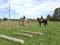 Pension pour Chevaux au Naturel.