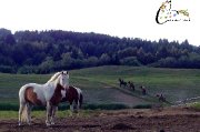 Pension pour Chevaux au Naturel.