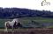 Pension pour Chevaux au Naturel.