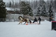 Cheval paint de 10 ans *** Idéal pour débutant ***