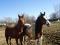 2 Chevaux Quater Horse de 10 ans (Guilding)