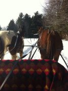2 Chevaux Quater Horse de 10 ans (Guilding)
