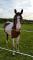 2 Chevaux Quater Horse de 10 ans (Guilding)