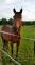 2 Chevaux Quater Horse de 10 ans (Guilding)