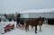 2 Chevaux Quater Horse de 10 ans (Guilding)