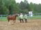 Cours d'équitation dans la région du...