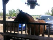 Pension pour chevaux exterieur et interieur - Amuser vous