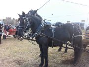 Pension pour chevaux exterieur et interieur - Sleigh ride