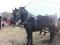 Sleigh ride